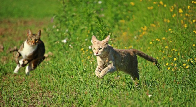 Több mint 300 millió őshonos állattal végeznek a macskák Ausztráliában, évente